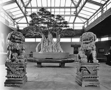 Ficus retusa Linn, principe incontrastato ed onnipresente della collezione del Crespi Bonsai Museum. Si tratta di un inusuale ogata-bonsai, di grandi dimensioni, con i suoi 300 cm di altezza e 300 cm di larghezza, la cui età stimata supera i 1000 anni.